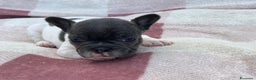 Bulldog Francese cani in vendita: Cuccioli bulldog francese esotici blu - Annuncio 16