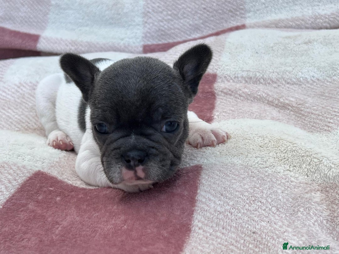 Bulldog Francese cani in vendita: Cuccioli bulldog francese esotici blu - Annuncio 16