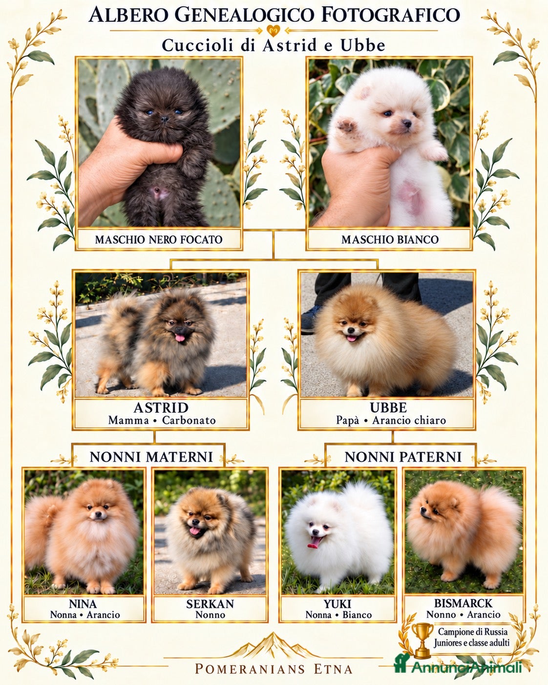 Volpino Pomerania cani Due cuccioli maschi di Pomeranian con pedigree  - Annuncio 1