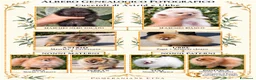 Volpino Pomerania cani in vendita: Due cuccioli maschi di Pomeranian con pedigree  a Città metropolitana di Catania - Annuncio 1