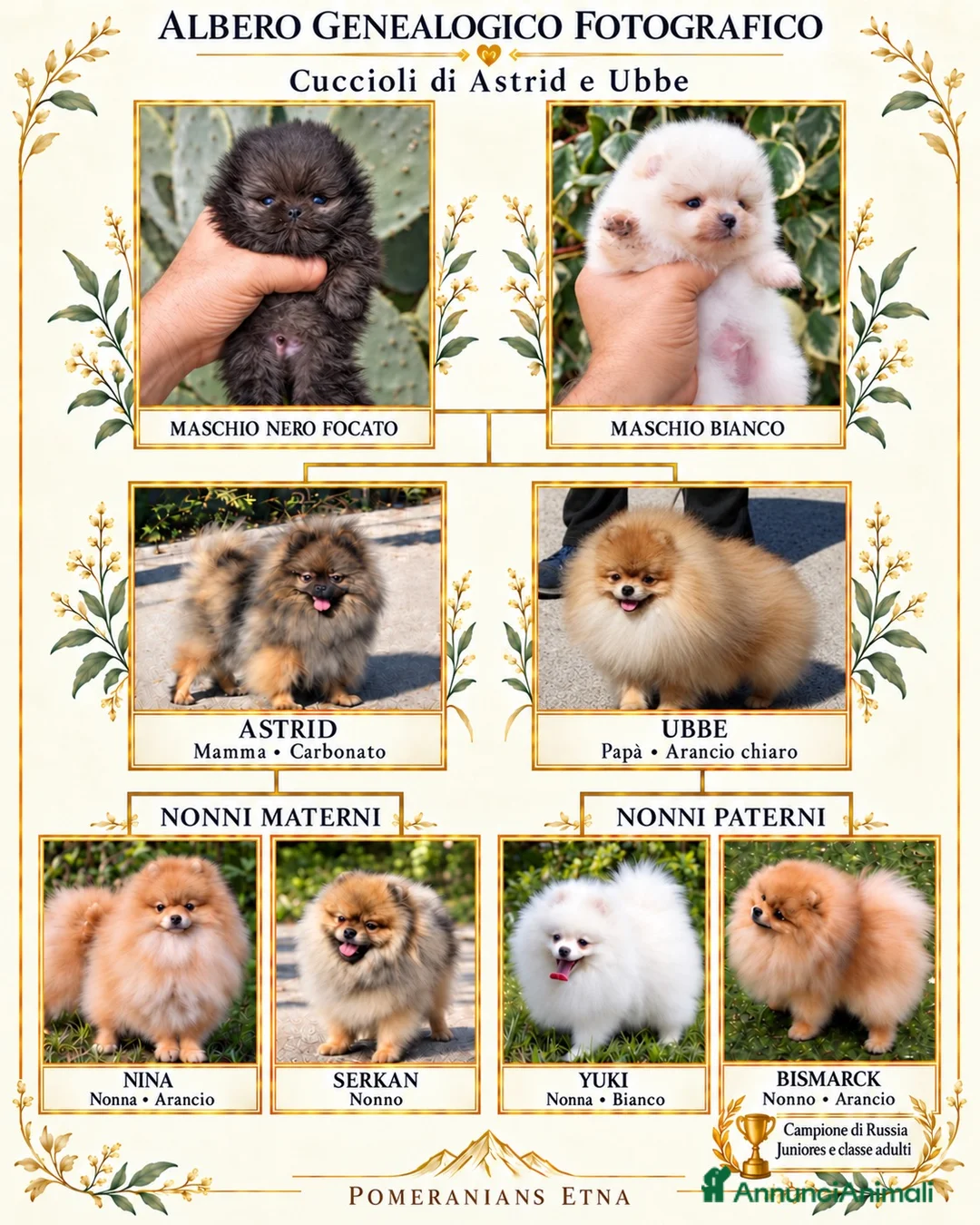 Volpino Pomerania cani in vendita: Due cuccioli maschi di Pomeranian con pedigree  a Città metropolitana di Catania - Annuncio 1