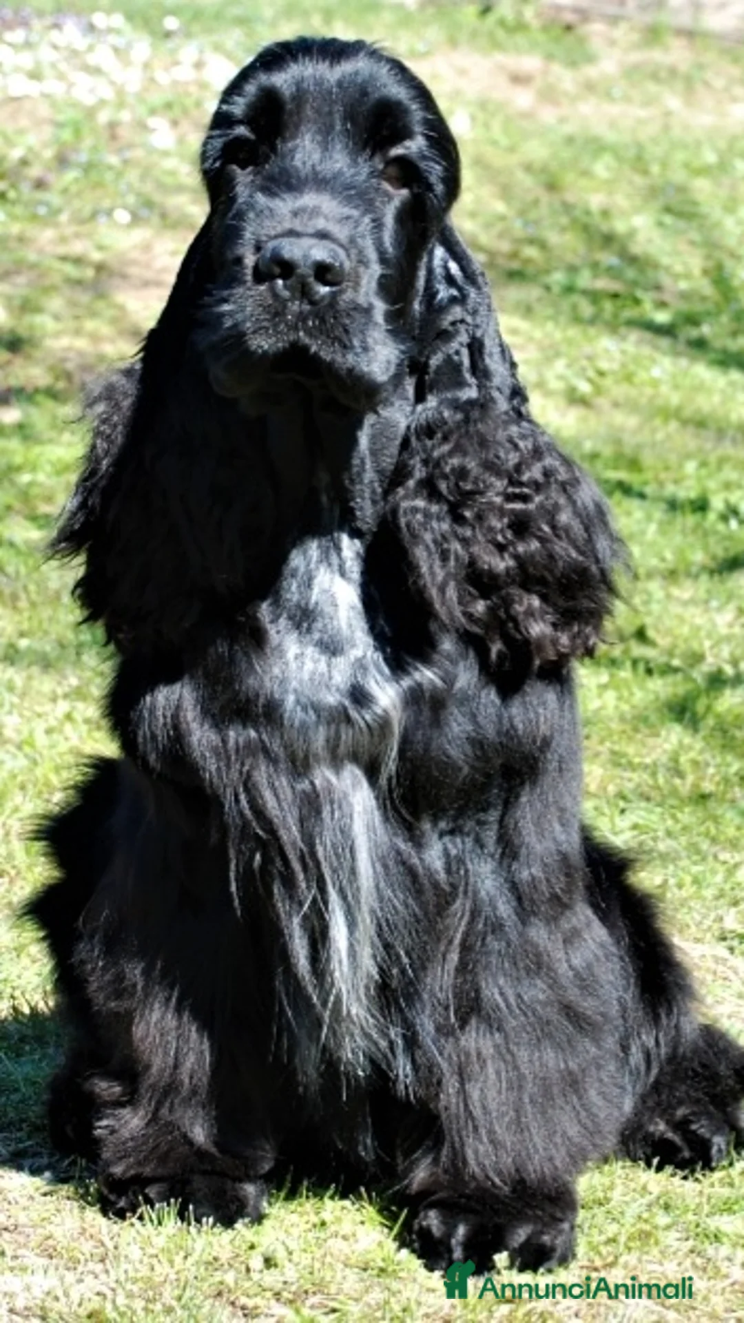 Cocker cani in vendita: Cucciolata Cocker spaniel inglese Blu roani  a Provincia di Mantova - Annuncio 1