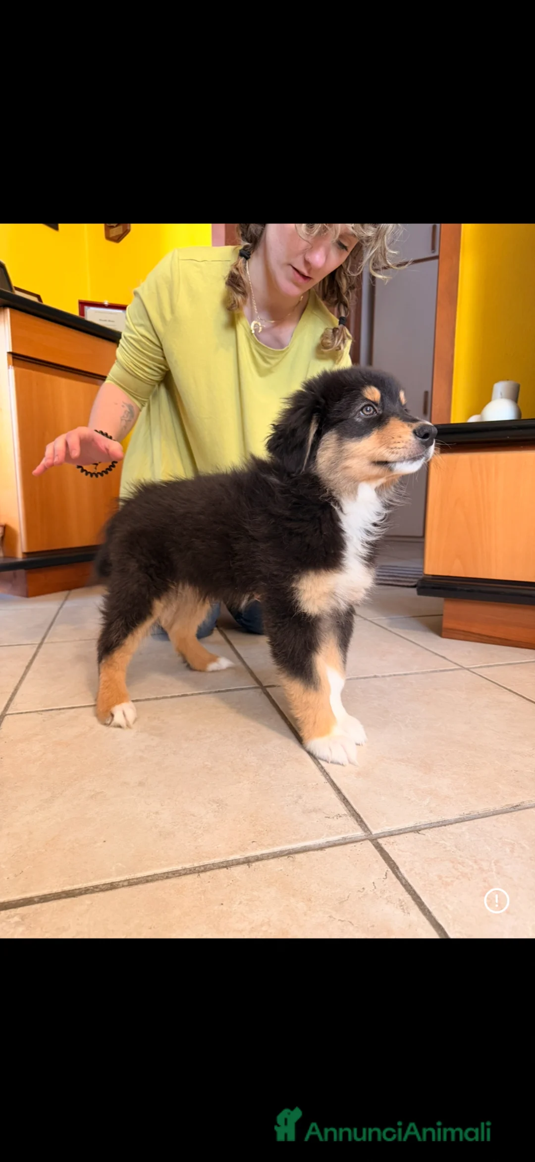 Australian Shepherd cani in vendita: 2 cuccioli di pastore australiano  - Annuncio 14
