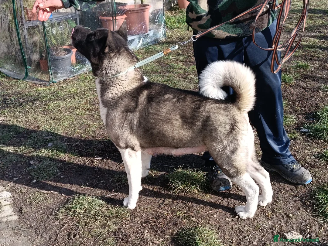 Akita Americano cani in vendita: Cuccioli Akita Americano - Annuncio 6