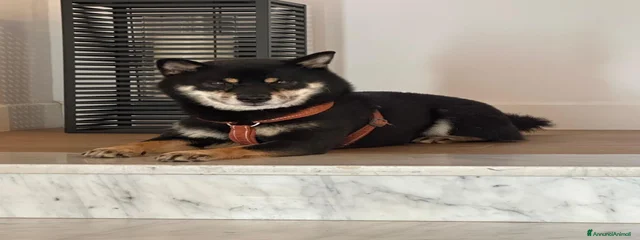 TAKI