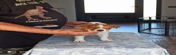 Jack Russell cani in vendita: Cucciolata jack Russell terrier con pedigree  - Annuncio 5