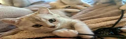 Scottish gatti in vendita: Ultima cucciola di scottish straight disponibile - Annuncio 7