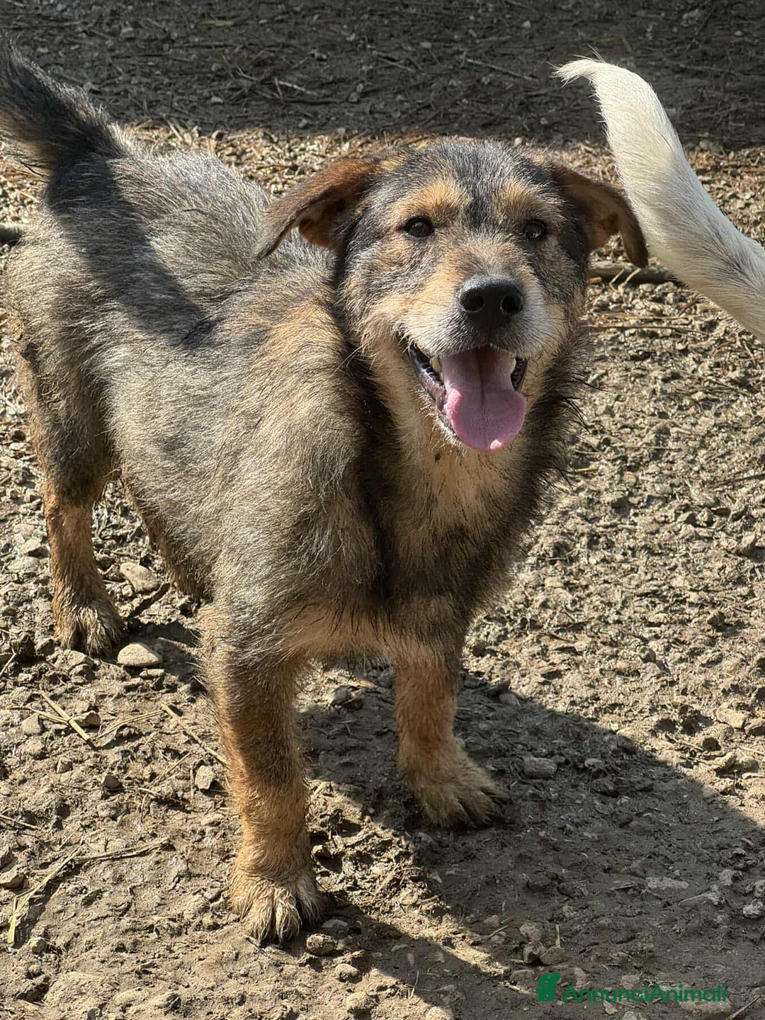 Meticcio cani in regalo: BACON, terrier SUPER SIMPATICO E COCCOLONE! - Annuncio 5