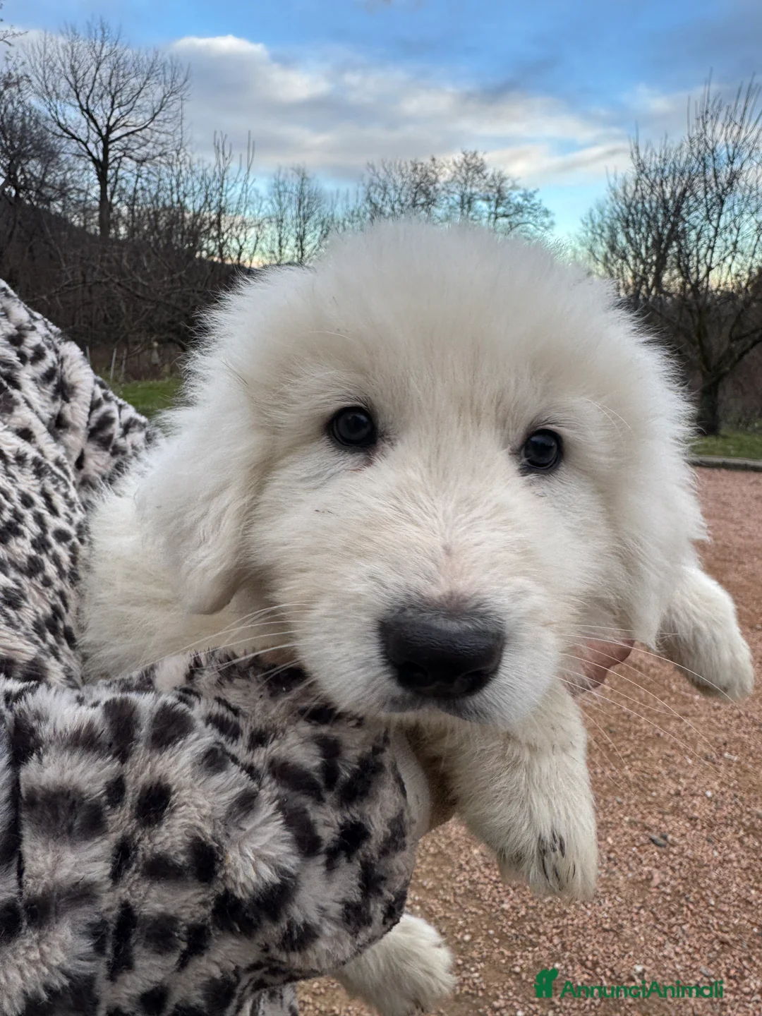 Pastore Maremmano cani in vendita: Cuccioli di pastore maremmano/abruzzese - Annuncio 9