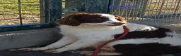 Meticcio cani in regalo: FOX un timidino tg mediopicc. a Provincia di Livorno - Annuncio 2