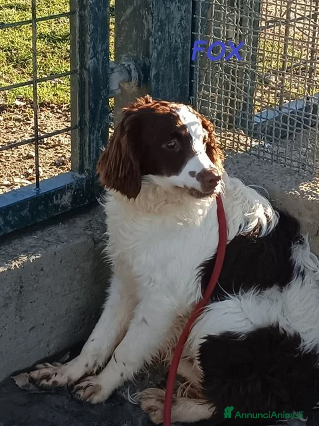 Meticcio cani in regalo: FOX un timidino tg mediopicc. a Provincia di Livorno - Annuncio 2