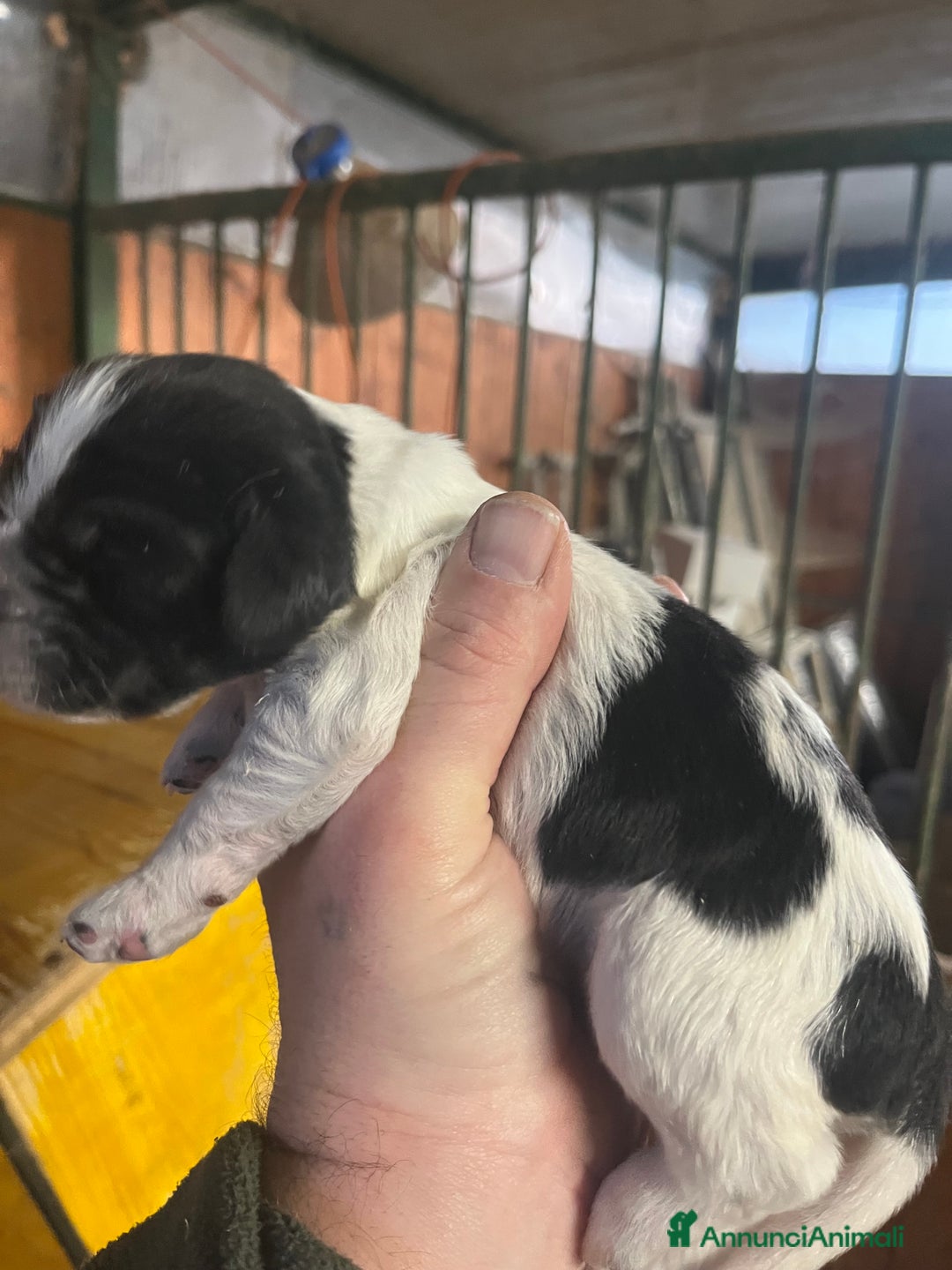 Setter Inglese cani in vendita: Cuccioli setter inglese  - Annuncio 10