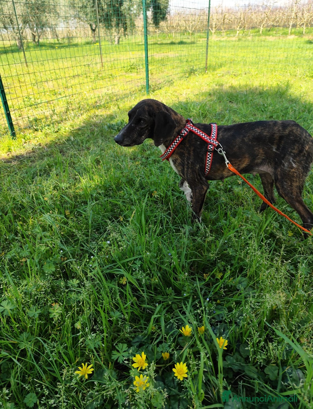 Meticcio cani in regalo: Cannella... adozione del SUPER CUORE ❤️ - Annuncio 6