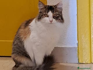 Altre razze gatti Trixie, deliziosa gattina di 7 mesi cerca casa - Annuncio 2