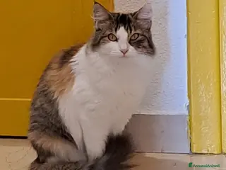 Altre razze gatti Trixie, deliziosa gattina di 7 mesi cerca casa - Annuncio 3