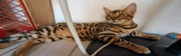 Bengala gatti in vendita: Cuccioli brown tre mesi a Provincia di Modena - Annuncio 5