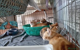 Europeo gatti in regalo: 5 cuccioli e mamma cercano casa❤️ - Immagine 10