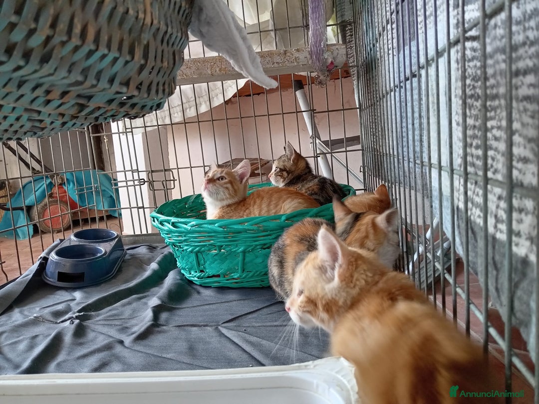 Europeo gatti in regalo: 5 cuccioli e mamma cercano casa❤️ - Annuncio 10