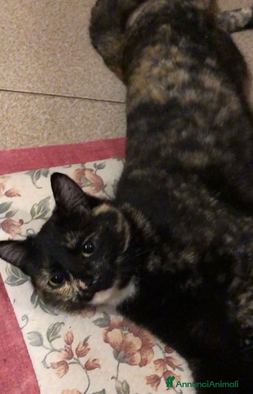 Europeo gatti Gatta sterilizzata  - Annuncio 1