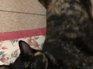 Europeo gatti Gatta sterilizzata - Annuncio 1