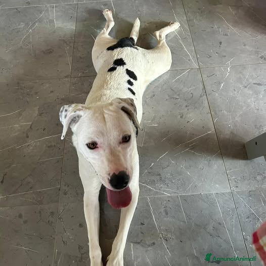 Meticcio cani Una possibilità per Pimpa - Annuncio 22