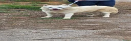 Meticcio cani in regalo: Snow, una bellissima simil pastore svizzero - Annuncio 6