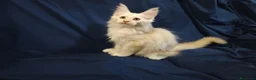 Maine Coon gatti in vendita: Gattini Maine Coon con pedigree AFSI - Annuncio 7