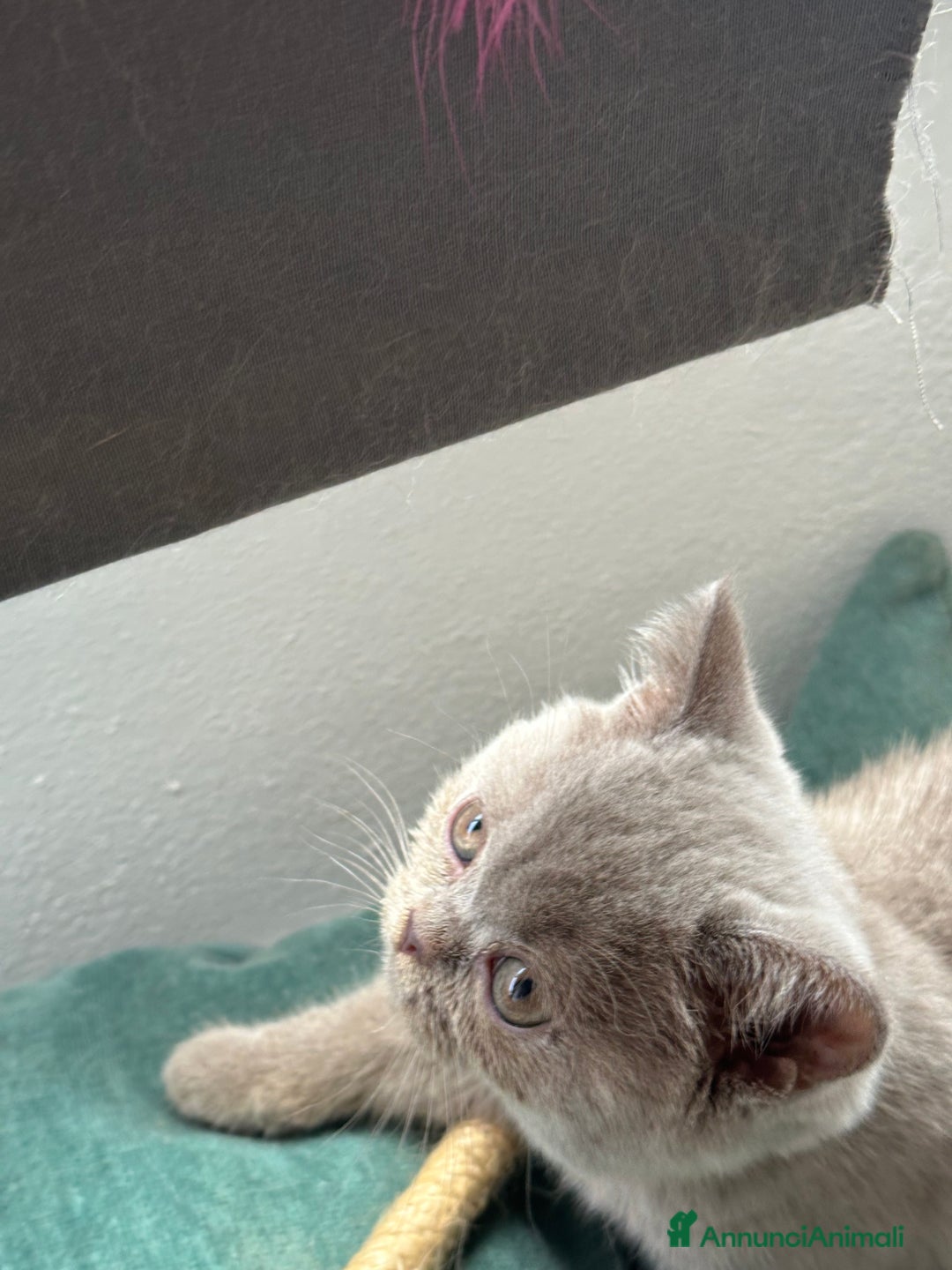 British gatti in vendita: Cuccioli di vero British Shorthair  a Città Metropolitana di Bologna - Annuncio 2