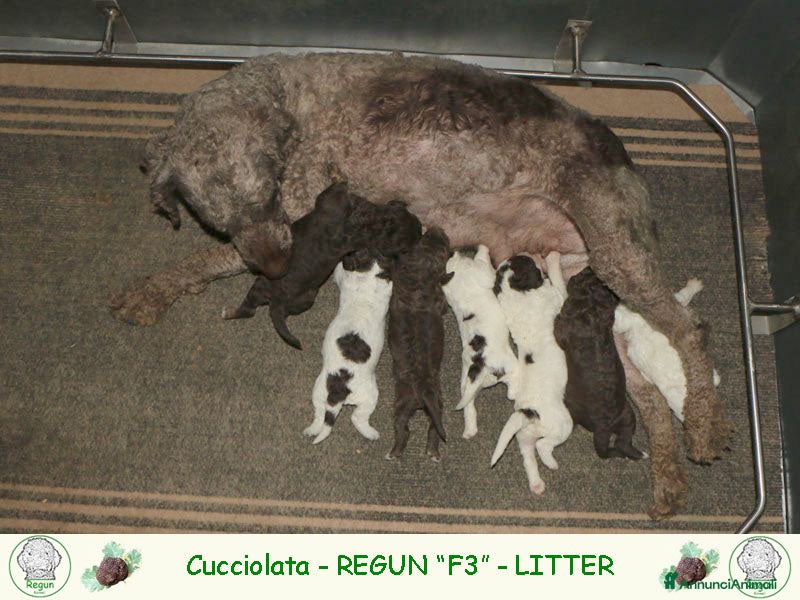 Lagotto cani Lagotto romagnolo - cuccioli - Annuncio 20