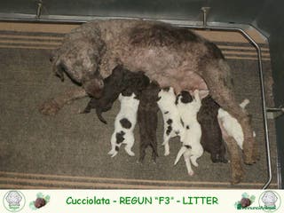 Lagotto cani Lagotto romagnolo - cuccioli - Annuncio 2
