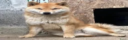 Shiba Inu cani in vendita: Shiba inu - Annuncio 8