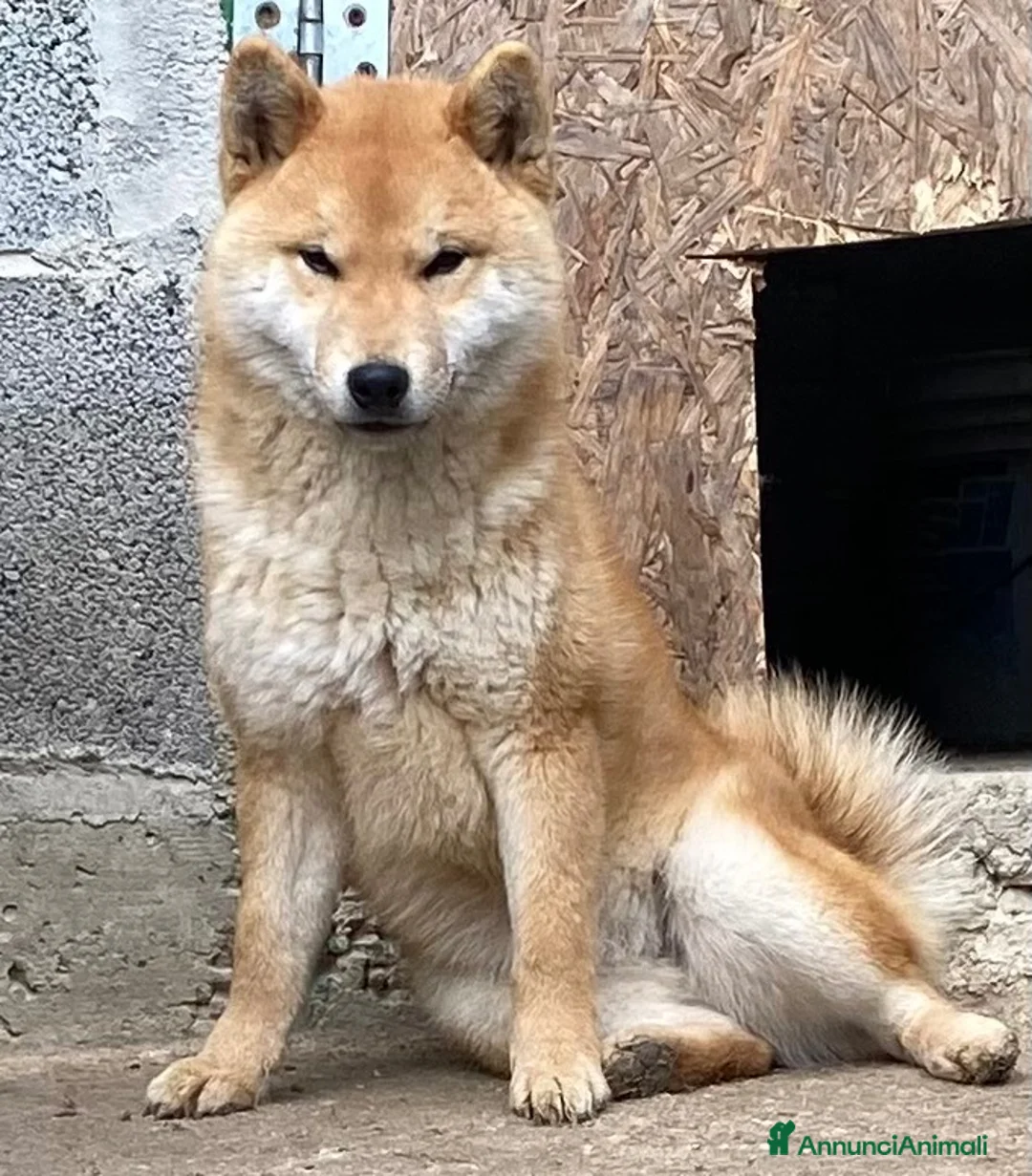 Shiba Inu cani in vendita: Shiba inu - Annuncio 8