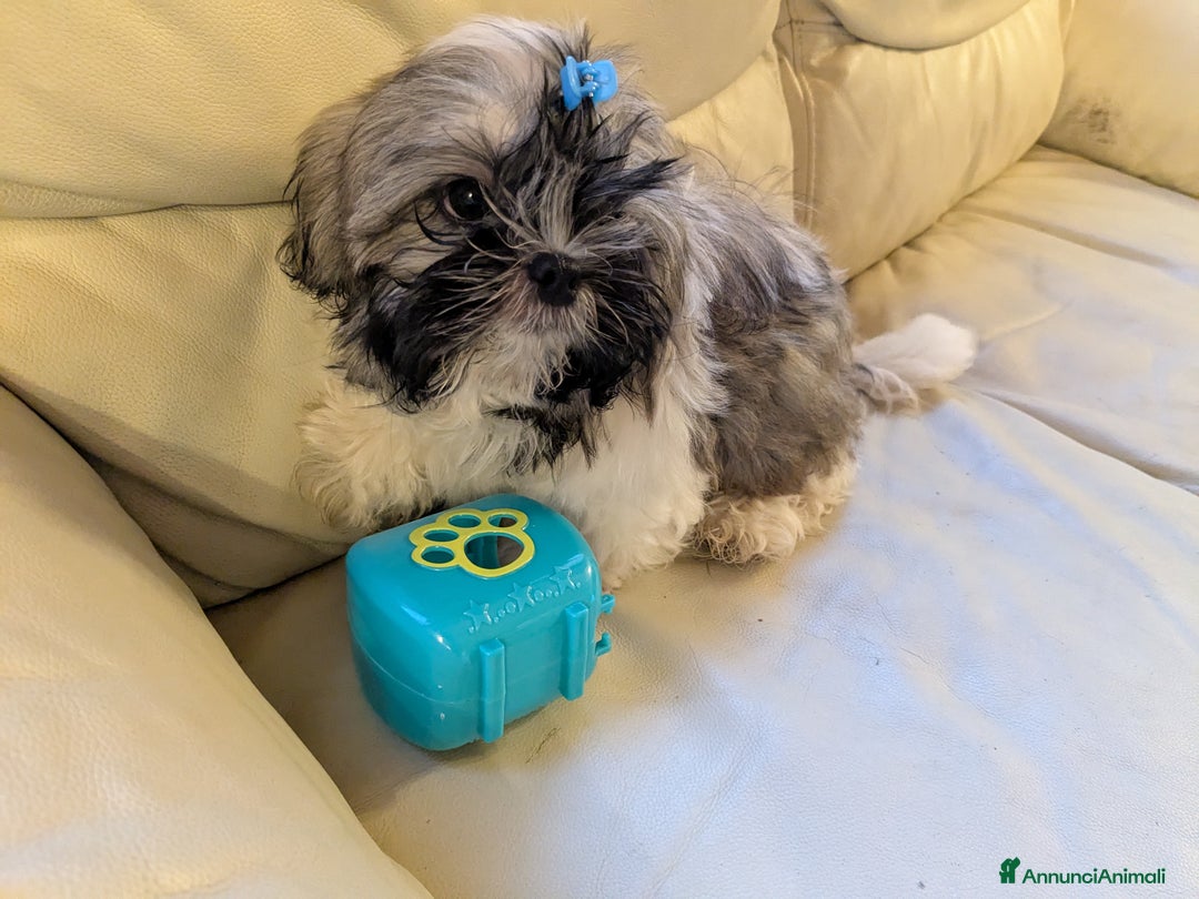 Shih Tzu cani in vendita: Maschio Shitzu con pedigree  a Provincia di Brescia - Immagine 7