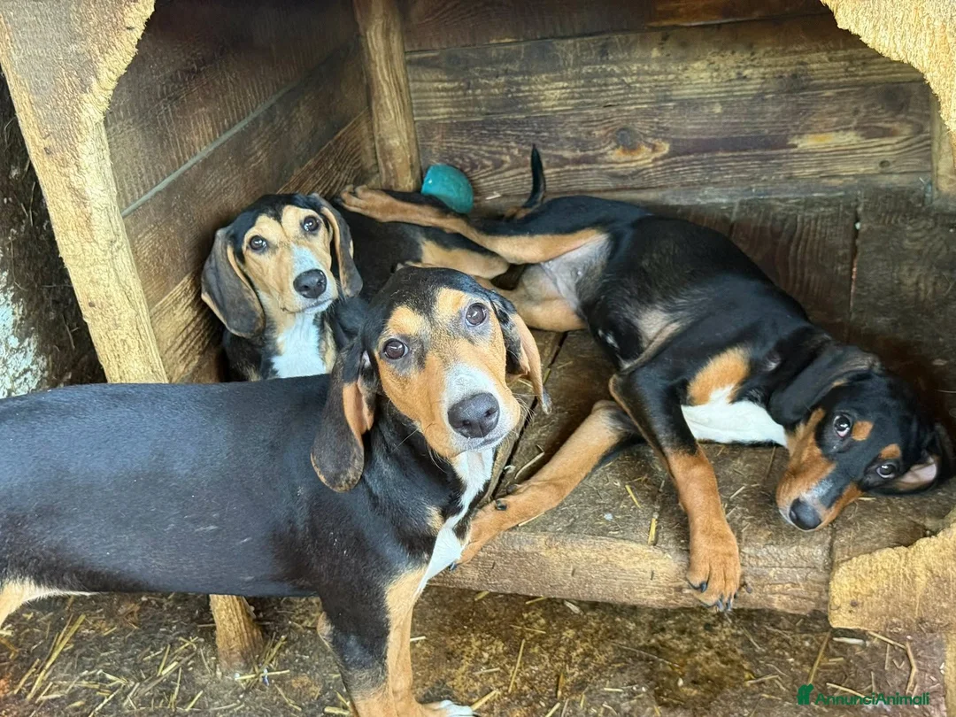 Meticcio cani in regalo: 4 CUCCIOLI simpaticissimi e coccoloni in canile! - Annuncio 1