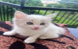Ragdoll gatti in vendita: Ragdoll a Città Metropolitana di Torino - Immagine 3