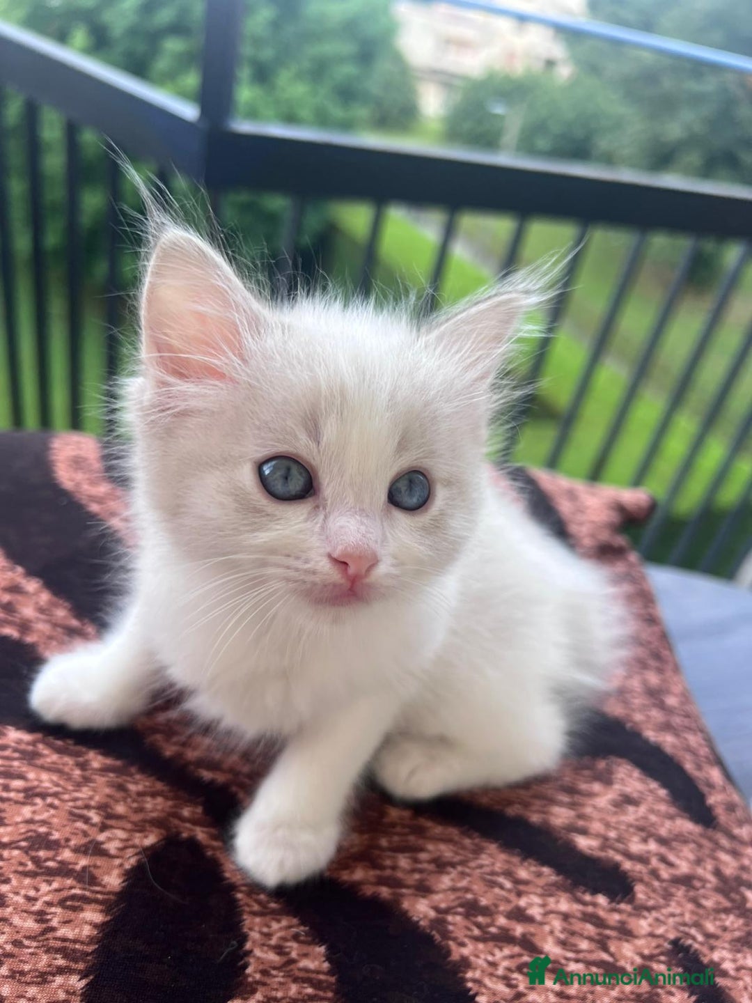 Ragdoll gatti in vendita: Ragdoll a Città Metropolitana di Torino - Immagine 3