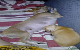 Chihuahua cani in vendita: Chihuahua Cuccioli stupendi a Città metropolitana di Roma Capitale - Immagine 18