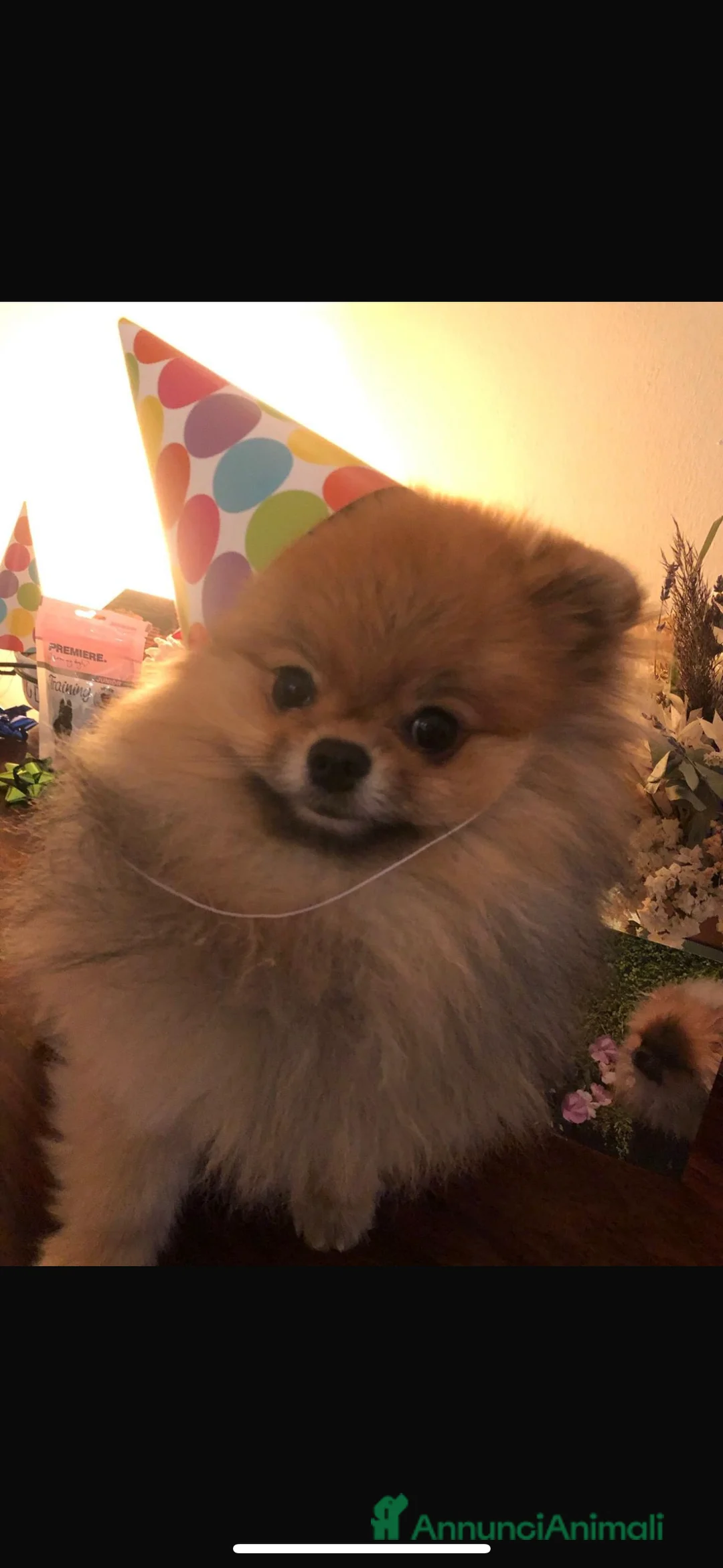 Volpino Pomerania cani per accoppiamento: Disponibile per accoppiamento - Annuncio 5