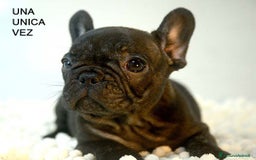 Bulldog Francese cani in vendita: cuccioli di bouledogue francese - Annuncio 6