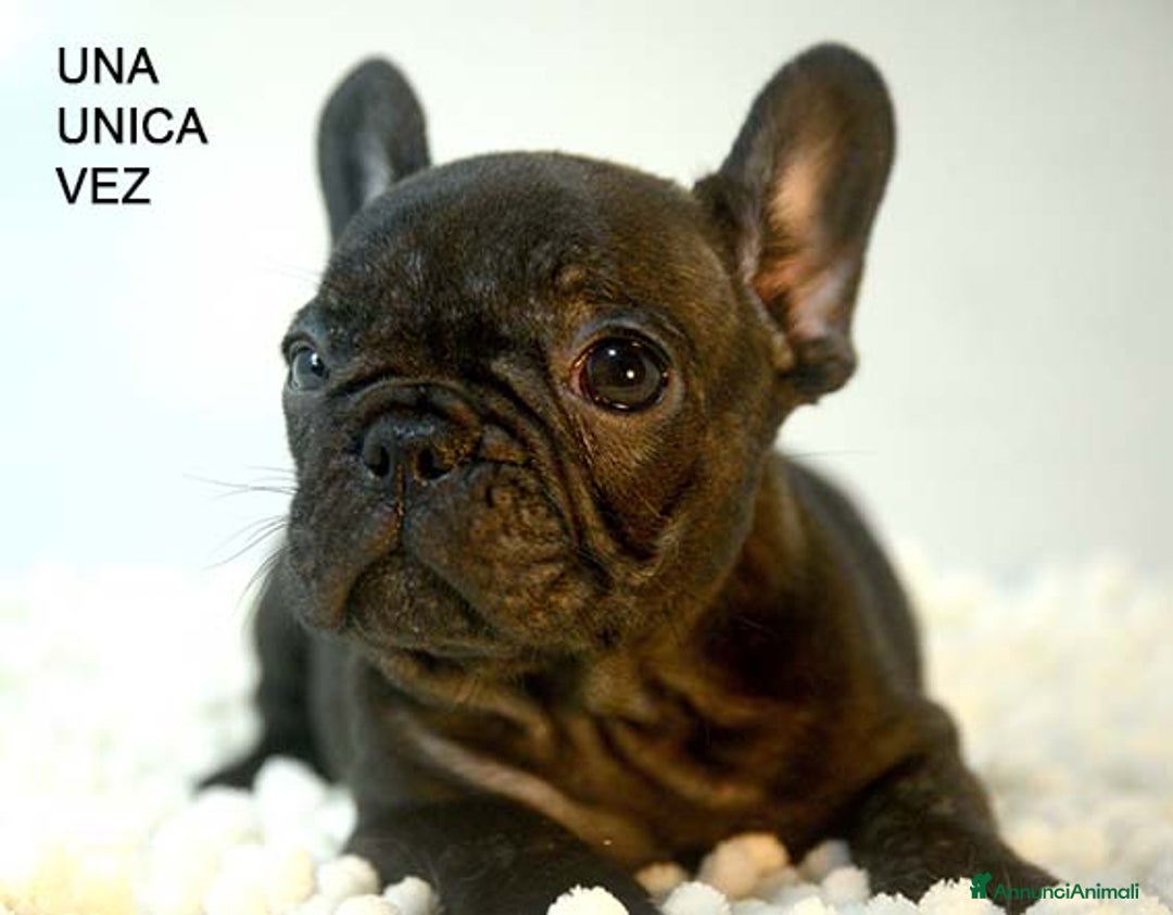 Bulldog Francese cani in vendita: cuccioli di bouledogue francese - Annuncio 6