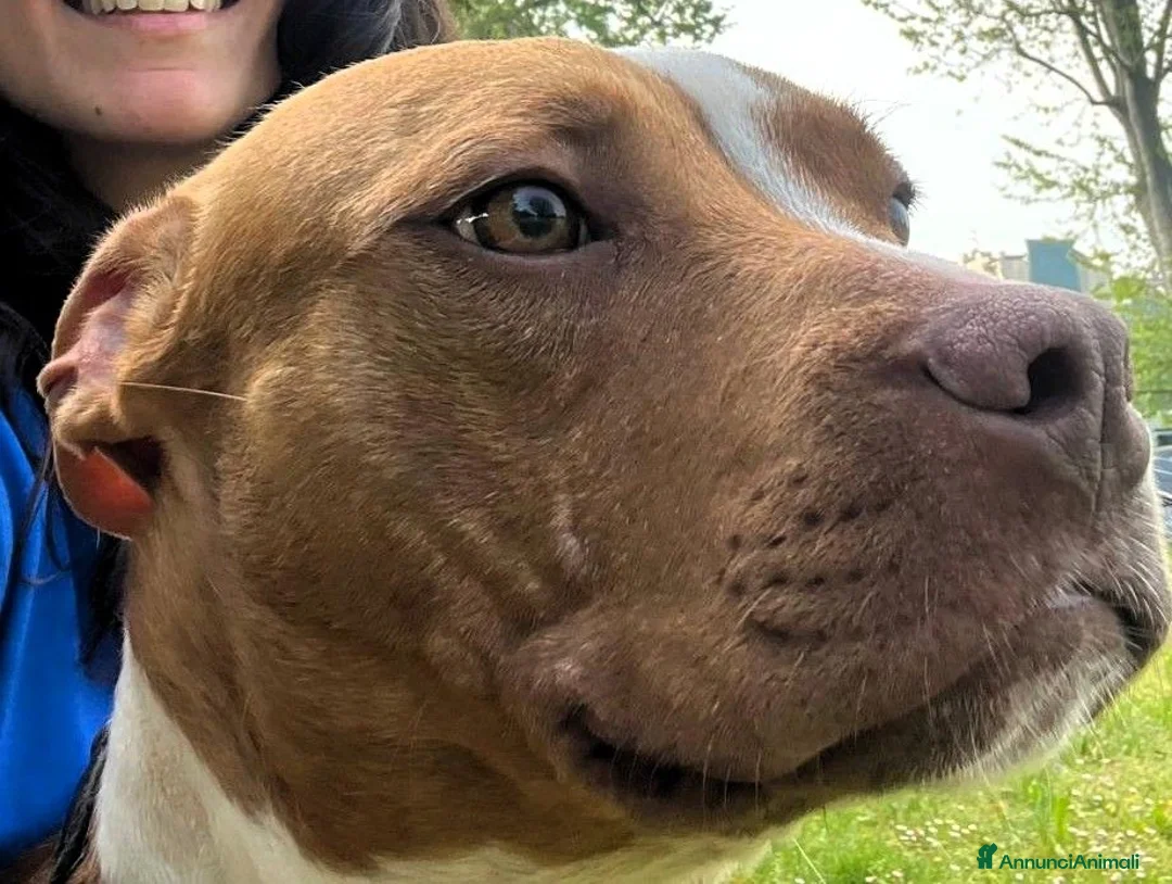 Meticcio cani in regalo: DANKO PIT BULLINO - Annuncio 2