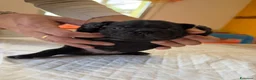 Bulldog Francese cani in vendita: bulldog francese  - Annuncio 14