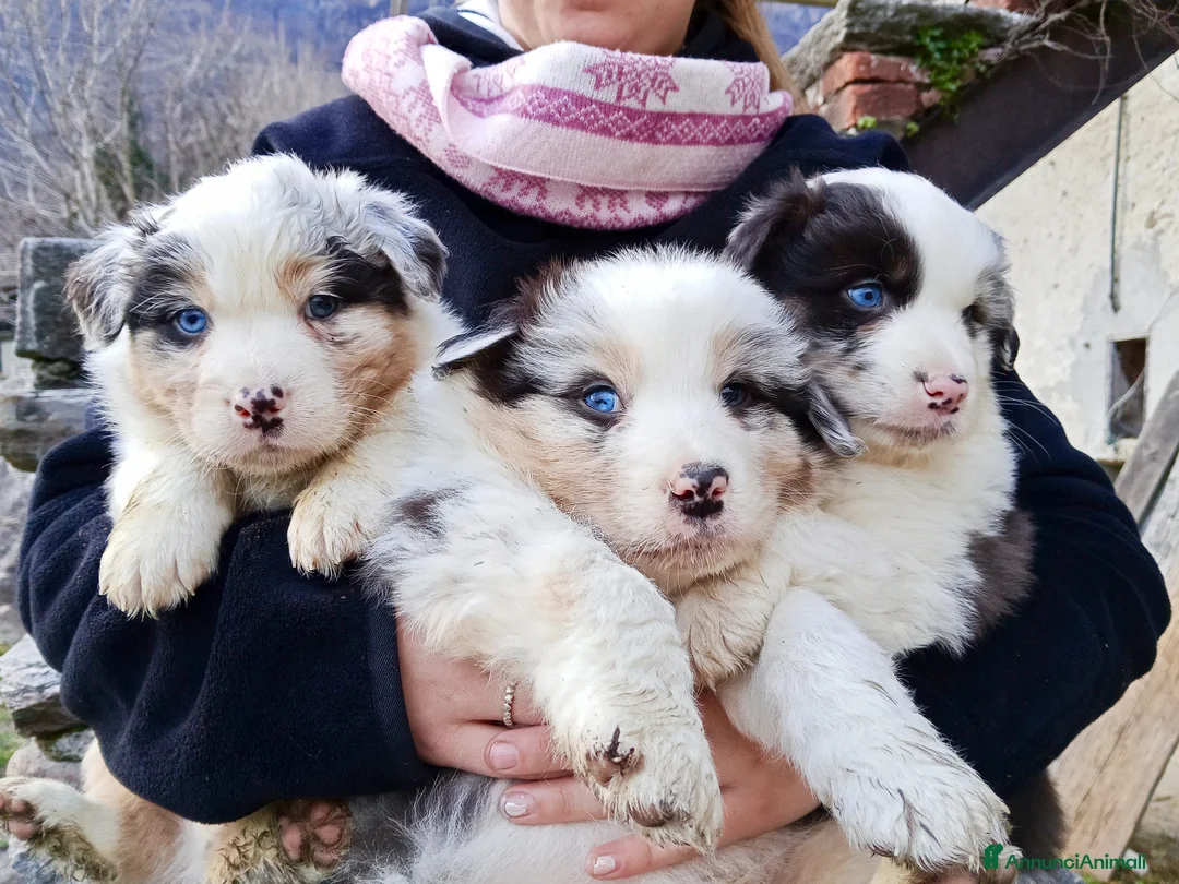 Australian Shepherd cani in vendita: Cuccioli di Australian Shepherd  - Annuncio 5