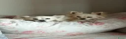 Chihuahua cani in regalo: Chihuahua pelo lungo regalo  a Città metropolitana di Milano - Annuncio 3