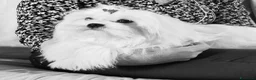 Maltese cani in vendita: Maltese maschio linea coreana taglia piu piccola  - Annuncio 1