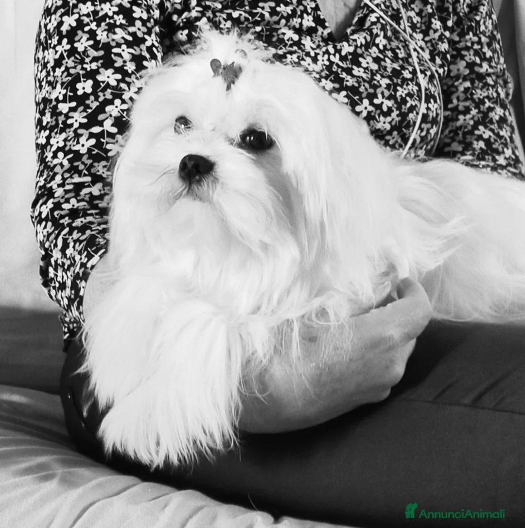 Maltese cani in vendita: Maltese maschio linea coreana taglia piu piccola  - Annuncio 1