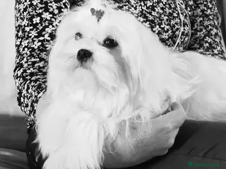 Maltese cani Maltese maschio linea coreana taglia piu piccola - Annuncio 4