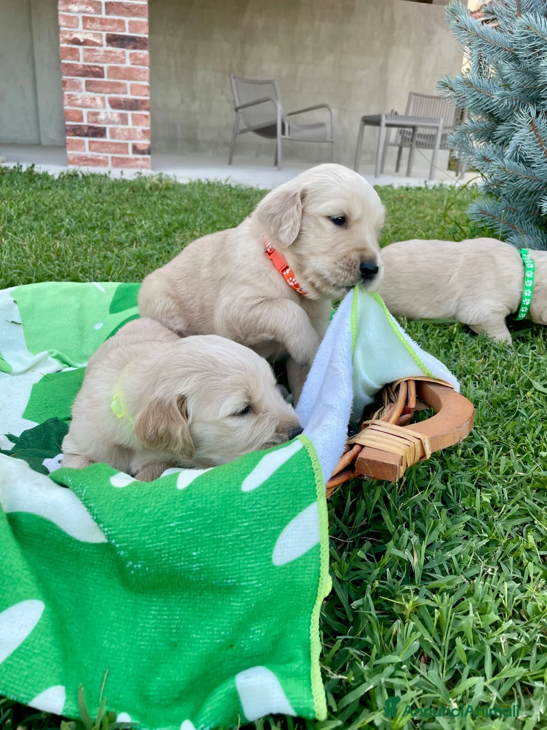 Golden Retriever cani in vendita: Cuccioli di golden retriever  - Annuncio 2