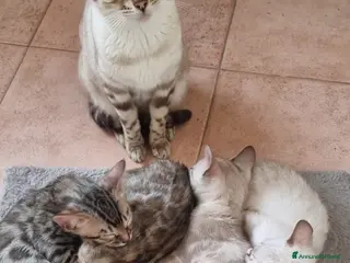 Bengala gatti Gattina Bengala con Pedigree - Annuncio 5