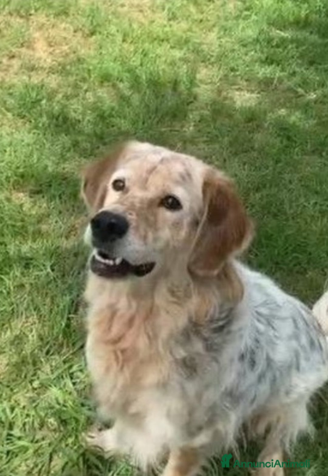 Meticcio cani in regalo: Salvo tolto dal suo aguzzino 5anni fa..SOS NAPOLI a Città metropolitana di Milano - Annuncio 6